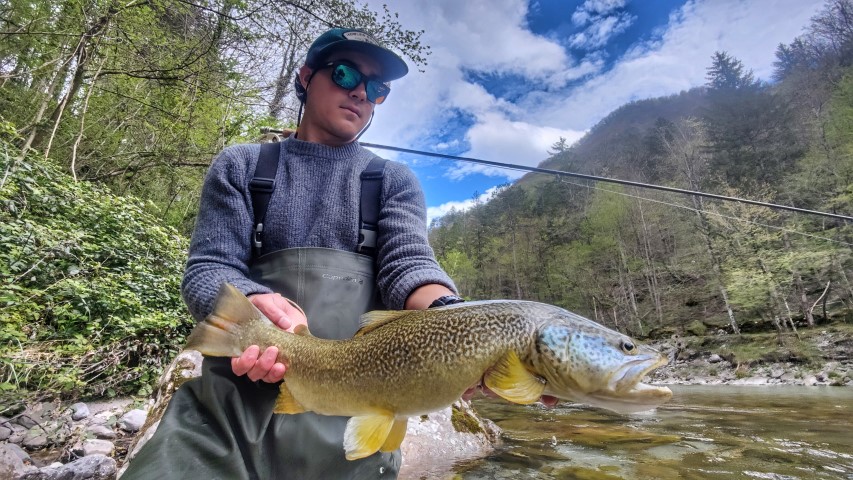 good small river Marble trout.